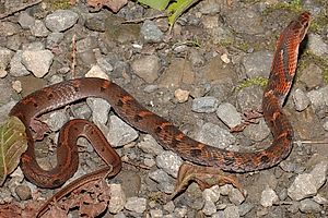 Snakes Of Taiwan: Home