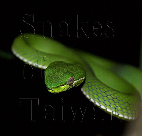 Snakes of Taiwan index image