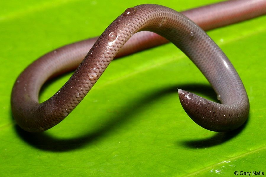 Snakes Of Taiwan: Indotyphlops Braminus - Brahminy Blind Snake