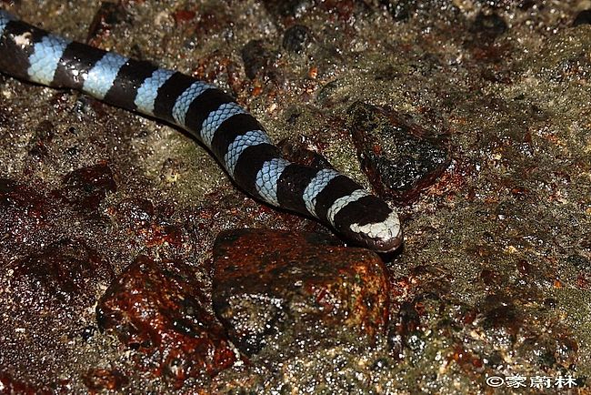 Snakes Of Taiwan Laticauda Laticaudata Common Sea Krait Blue Lipped