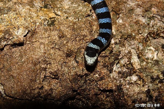 Snakes Of Taiwan Laticauda Laticaudata Common Sea Krait Blue Lipped