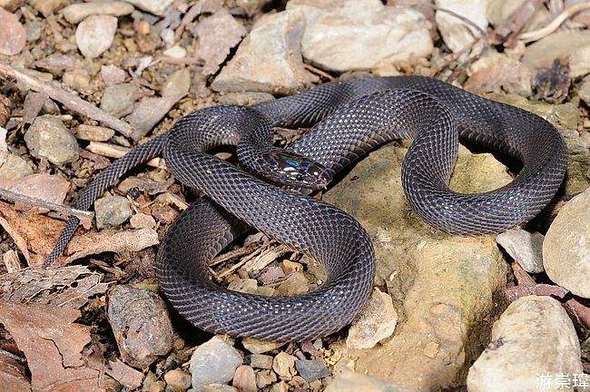 Snakes of Taiwan: Achalinus formosanus formosanus - Formosan Odd-Scaled ...