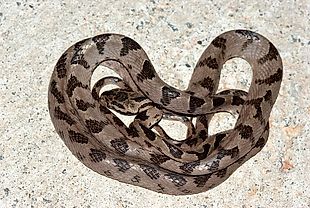 Snakes of Taiwan: Boiga kraepelini - (Square-headed) Cat Snake