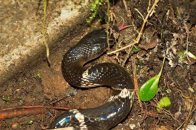 Elaphe carinata - Wikipedia