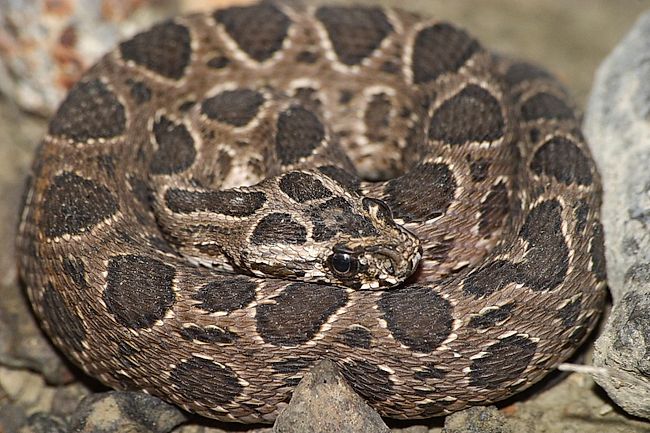 Snakes of Taiwan: Daboia russelli siamensis - Russell's Viper