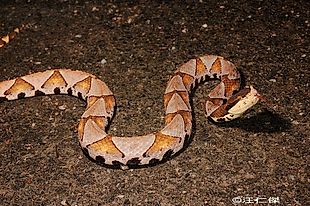 Snakes Of Taiwan: Deinagkistrodon Acutus - Hundred-Pacer, Chinese ...