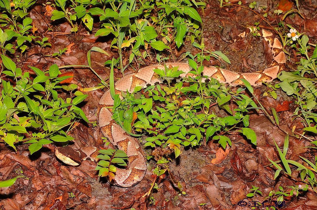 Snakes Of Taiwan: Deinagkistrodon Acutus - Hundred-Pacer, Chinese ...