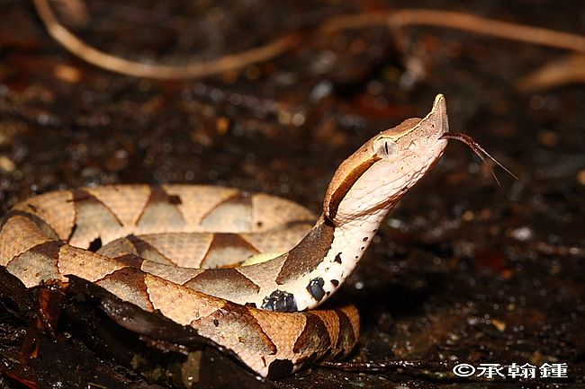 Snakes Of Taiwan: Deinagkistrodon Acutus - Hundred-Pacer, Chinese ...