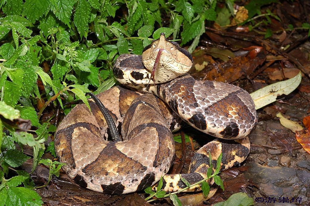 Snakes Of Taiwan: Deinagkistrodon Acutus - Hundred-Pacer, Chinese ...