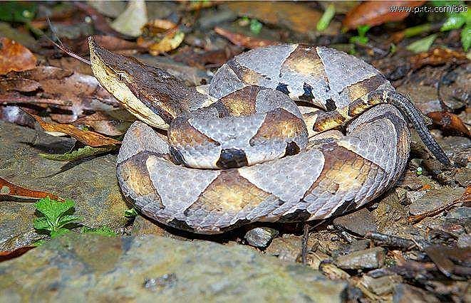 Snakes Of Taiwan: Deinagkistrodon Acutus - Hundred-Pacer, Chinese ...