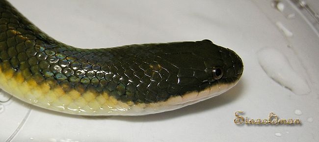 Grey Water Snake - Hypsiscopus plumbea