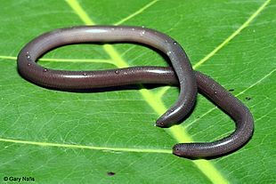 Indotyphlops braminus - Wikipedia