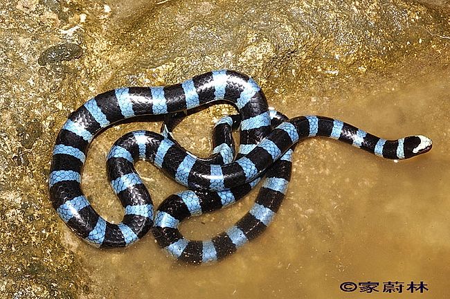 Snakes of Taiwan: Laticauda laticaudata - Common Sea Krait, Blue-Lipped ...