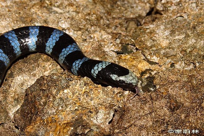 Snakes of Taiwan: Laticauda laticaudata - Common Sea Krait, Blue-Lipped ...