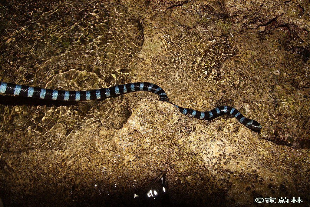 Snakes Of Taiwan: Laticauda Laticaudata - Common Sea Krait, Blue-Lipped ...