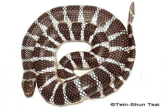 台灣蛇類 Snakes Of Taiwan Laticauda Semifasciata 闊帶清斑海蛇