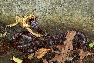 Red-banded Snake - Lycodon rufozonatum —