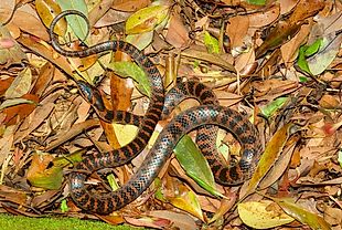 Red-banded Snake - Lycodon rufozonatum —