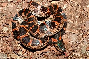 Red-banded Snake - Lycodon rufozonatum —