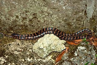 Red-banded Snake - Lycodon rufozonatum —