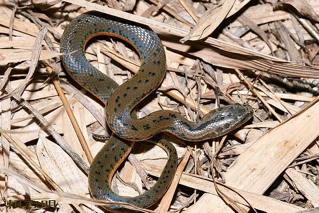 Snakes of Taiwan: Myrrophis chinensis - Chinese Water Snake