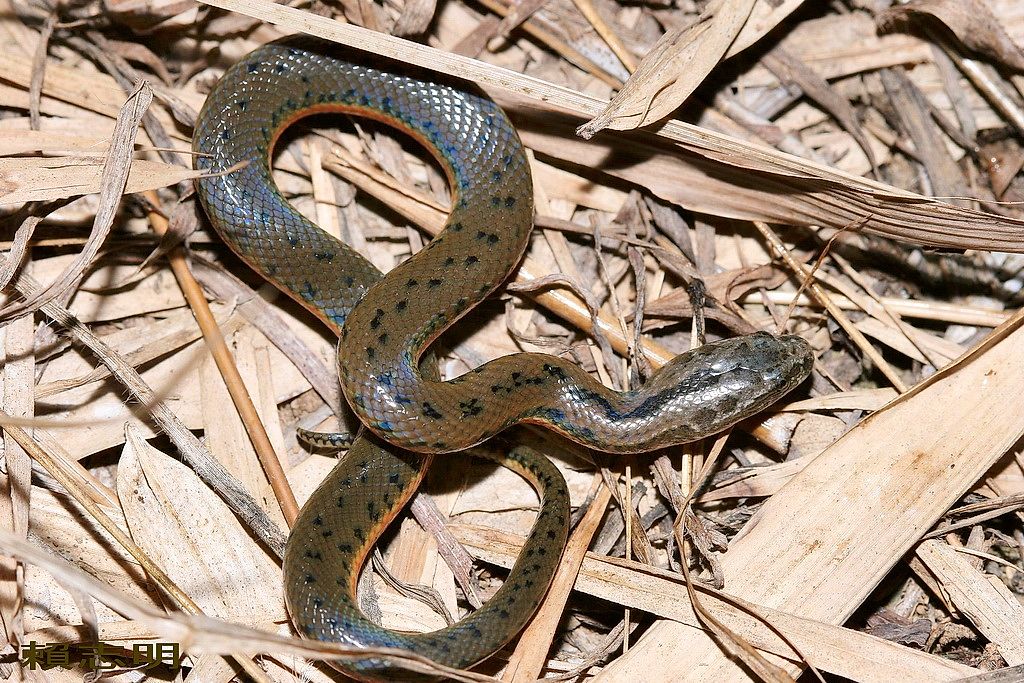 Snakes of Taiwan: Myrrophis chinensis - Chinese Water Snake