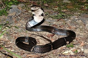 台灣蛇類 Snakes Of Taiwan Naja Atra 眼鏡蛇