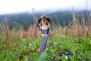 台灣蛇類 Snakes Of Taiwan Naja Atra 眼鏡蛇