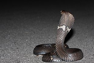 台灣蛇類 Snakes Of Taiwan Naja Atra 眼鏡蛇