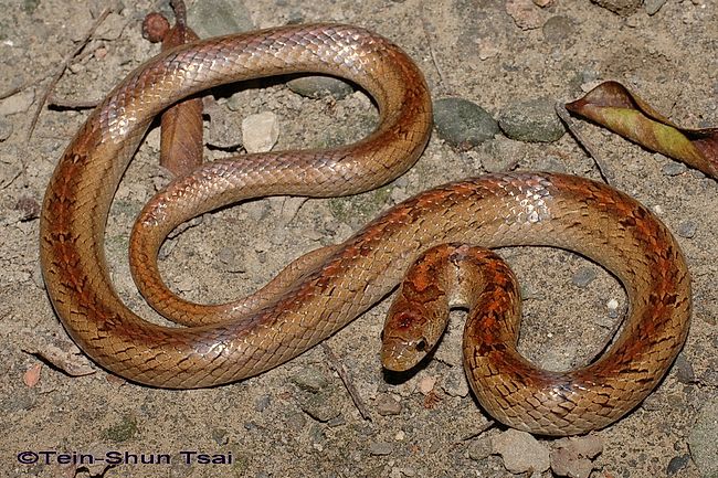 Snakes of Taiwan: Oligodon formosanus - Taiwan Kukri Snake