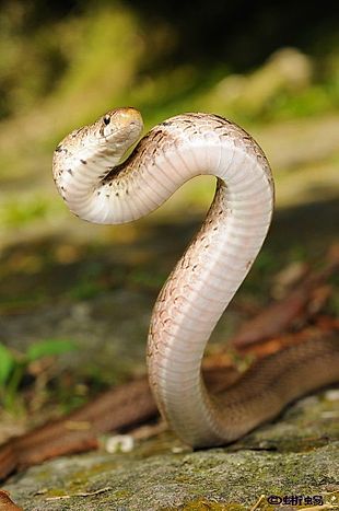 台灣蛇類- Snakes of Taiwan: Oligodon formosanus - 赤背松柏根