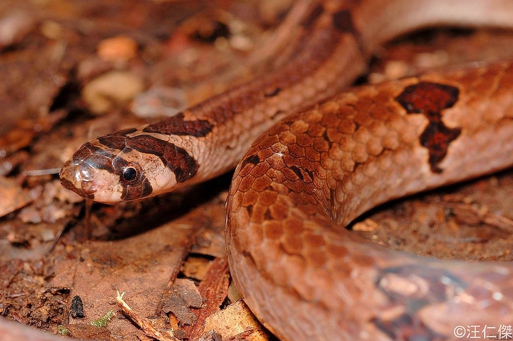 Snakes of Taiwan: Oligodon ornatus - Ornate (Red-bellied) Kukri Snake