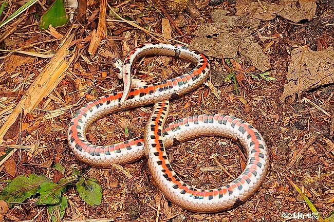 Snakes of Taiwan: Oligodon ornatus - Ornate (Red-bellied) Kukri Snake