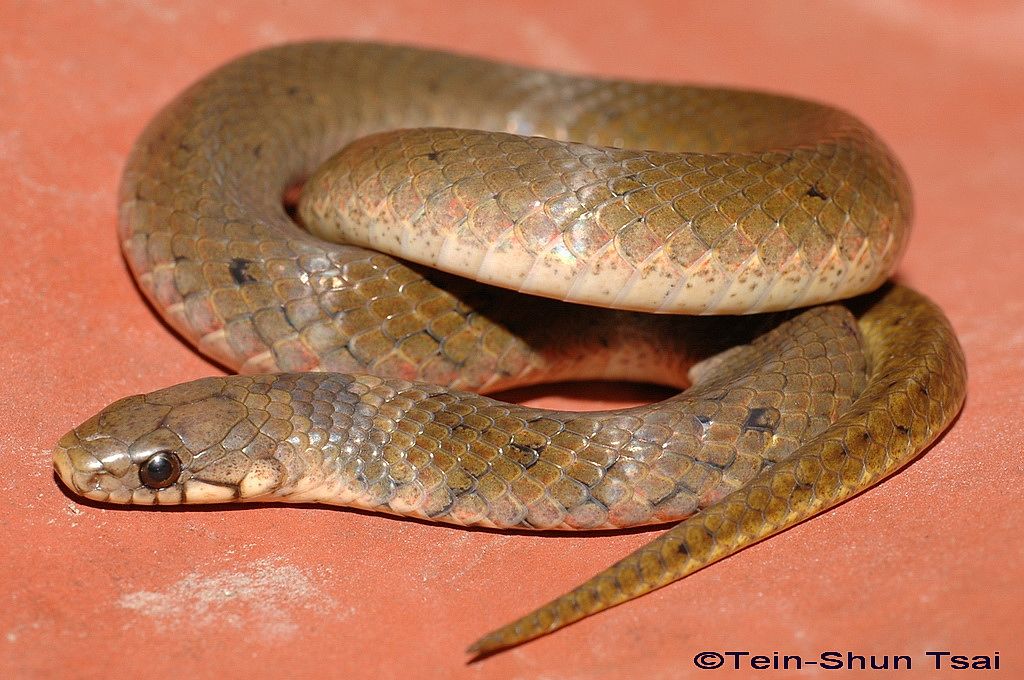 Snakes Of Taiwan: Plagiopholis Styani - Chinese Mountain Snake