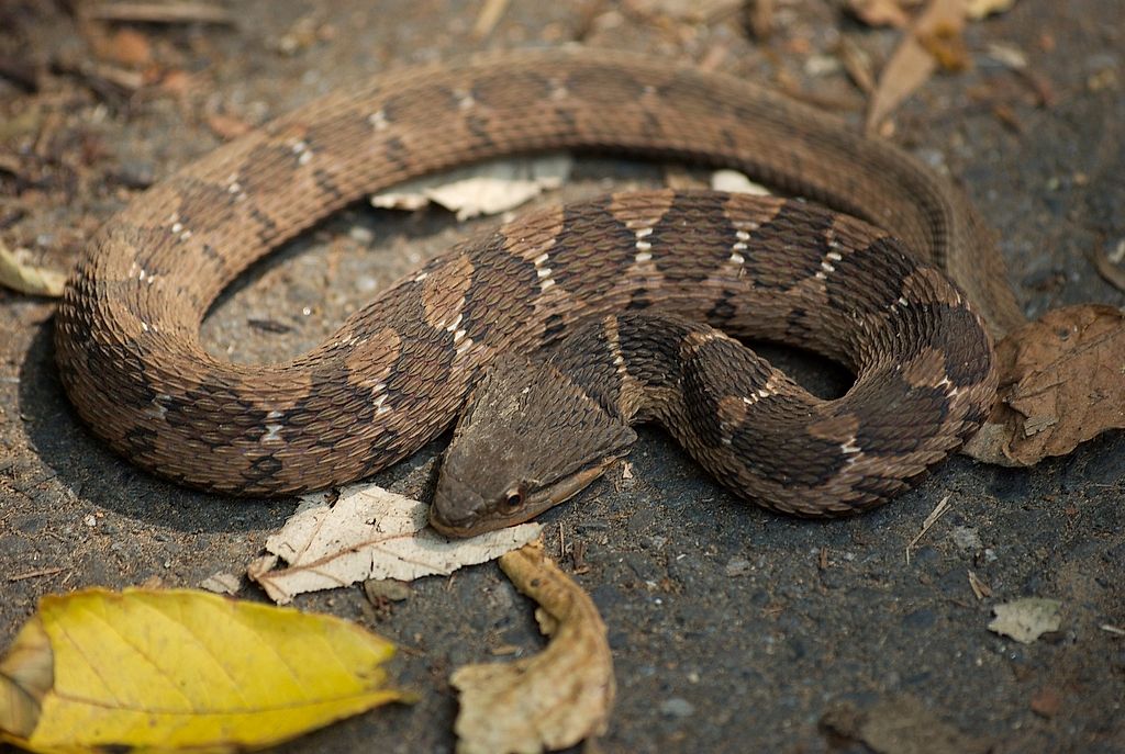 Snakes of Taiwan: Pseudagkistrodon rudis rudis - False Viper, False Habu