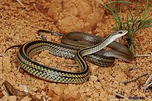 台灣蛇類 - Snakes Of Taiwan: Ptyas Dhumnades - 過 山刀