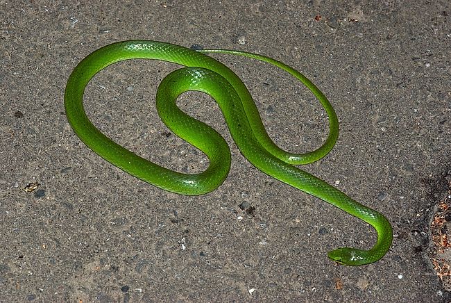 Chinese green snake - Wikipedia