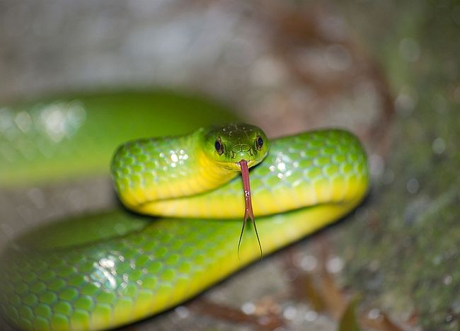 Greater Green Snake - Ptyas major —