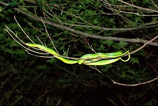 Greater Green Snake - Ptyas major —