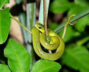 Snakes of Taiwan: Ptyas major - Greater Green Snake