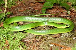 Greater Green Snake - Ptyas major —