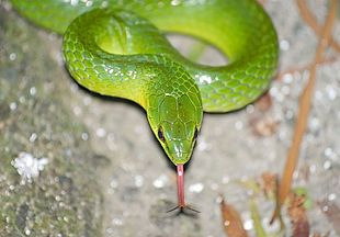 Greater Green Snake - Ptyas major —