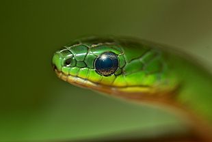 Greater Green Snake - Ptyas major —