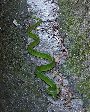 Greater Green Snake - Ptyas major —