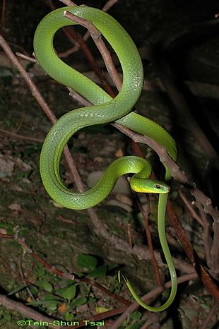 Greater Green Snake - Ptyas major —