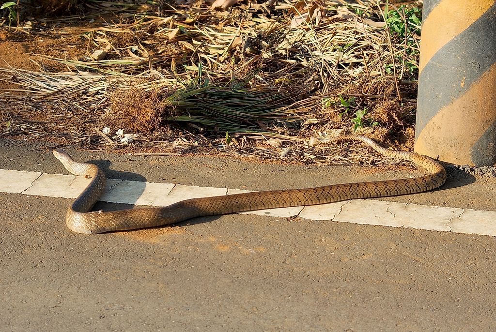 Snakes of Taiwan: Ptyas mucosa - Dhaman (Oriental) Ratsnake