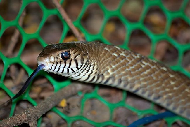 Snakes of Taiwan: Ptyas mucosa - Dhaman (Oriental) Ratsnake