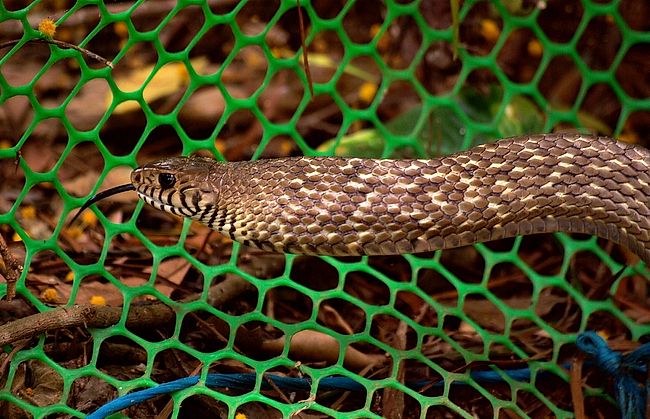 Snakes of Taiwan: Ptyas mucosa - Dhaman (Oriental) Ratsnake