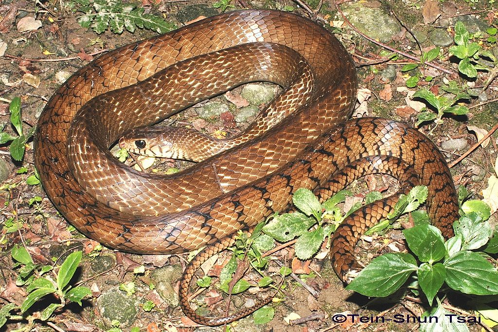 Snakes of Taiwan: Ptyas mucosa - Dhaman (Oriental) Ratsnake