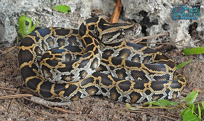 Snakes of Taiwan: Python molurus bivittatus - Burmese Python